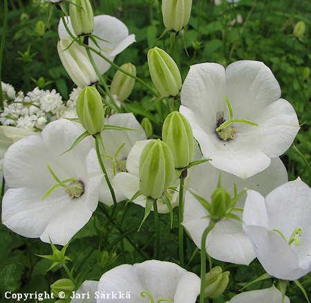 Campanula carpatica 'Alba' -'Weisse Clips', karpaattienkello